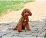 Small #2 Cavapoo (Miniature)