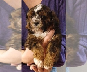 Maltese-Maltipoo (Miniature) Mix Puppy for Sale in BURLINGTON, Massachusetts USA
