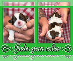 Puppy green collar Shih Tzu