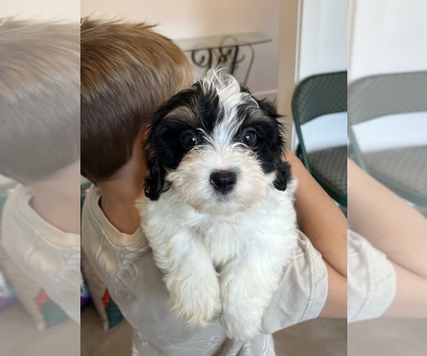 Medium Photo #5 Cavapoo Puppy For Sale in BELDING, MI, USA