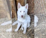 Puppy Sky Siberian Husky