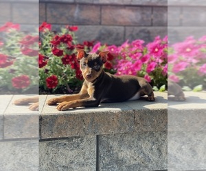 Miniature Pinscher Puppy for sale in CANOGA, NY, USA