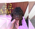 Small Photo #5 Labradoodle Puppy For Sale in WESTMINSTER, SC, USA