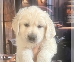 Small #16 English Cream Golden Retriever