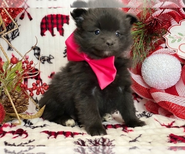 Medium Photo #4 Pomeranian Puppy For Sale in LANCASTER, PA, USA