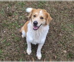 Small Photo #7 Australian Shepherd-English Shepherd Mix Puppy For Sale in Anniston, AL, USA