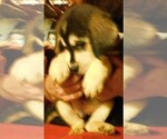 Small Photo #9 Golden Labrador Puppy For Sale in IDAHO SPRINGS, CO, USA