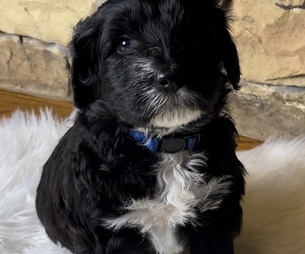 Medium Photo #2 Portuguese Water Dog Puppy For Sale in WOODSTOCK, GA, USA