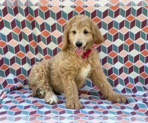 Goldendoodle Puppy for sale in LANCASTER, PA, USA