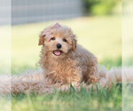Small Photo #51 Maltipoo (Miniature) Puppy For Sale in WARSAW, IN, USA