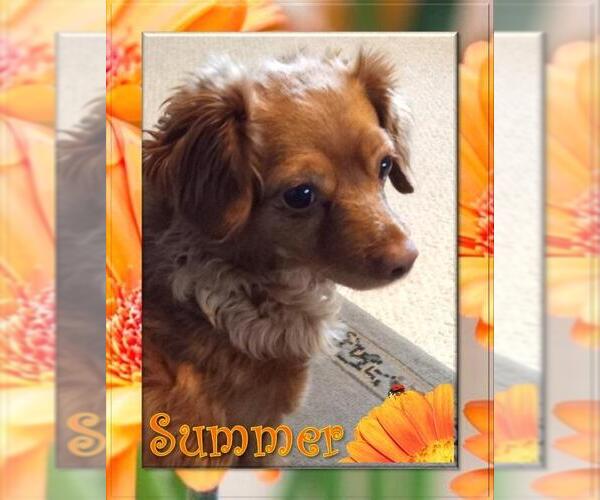 Medium Photo #2 Chihuahua-Unknown Mix Puppy For Sale in Los Angeles, CA, USA