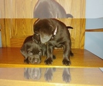 Small Photo #16 Labrador Retriever Puppy For Sale in BLUFFTON, IN, USA