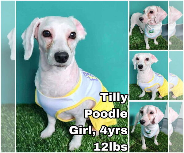 Medium Photo #1 Mutt Puppy For Sale in Seattle, WA, USA