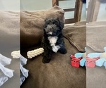 Small Aussiedoodle