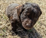 Small Photo #18 Boykin Spaniel-Goldendoodle Mix Puppy For Sale in MORGANTON, NC, USA
