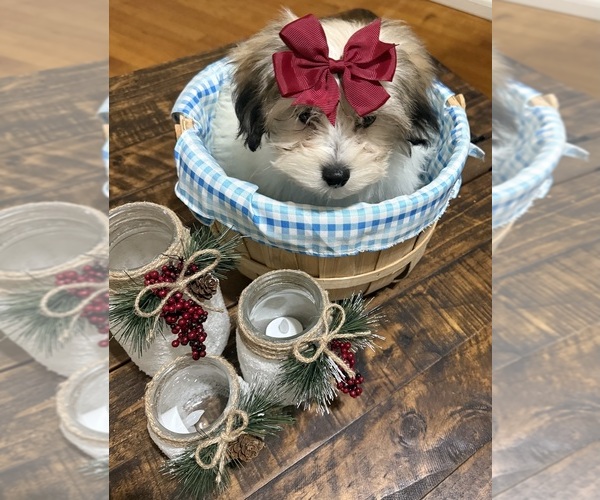 Medium Photo #4 Shih-Poo Puppy For Sale in DINWIDDIE, VA, USA