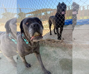 Mutt Dogs for adoption in Goodyear, AZ, USA