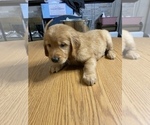 Small Photo #19 Golden Retriever Puppy For Sale in BRANDON, FL, USA