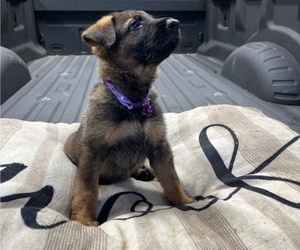 Medium German Shepherd Dog
