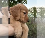 Small Photo #6 Golden Retriever Puppy For Sale in DAVENPORT, FL, USA