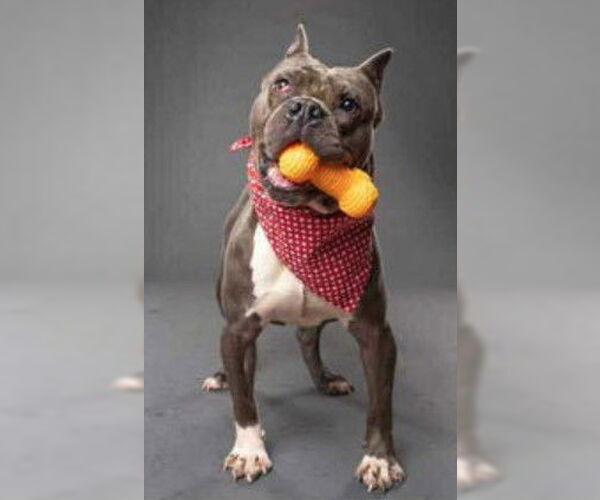 Medium Photo #1 Mutt Puppy For Sale in Hillsboro, NH, USA