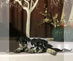 Small Photo #1 Schnauzer (Miniature) Puppy For Sale in AGUANGA, CA, USA