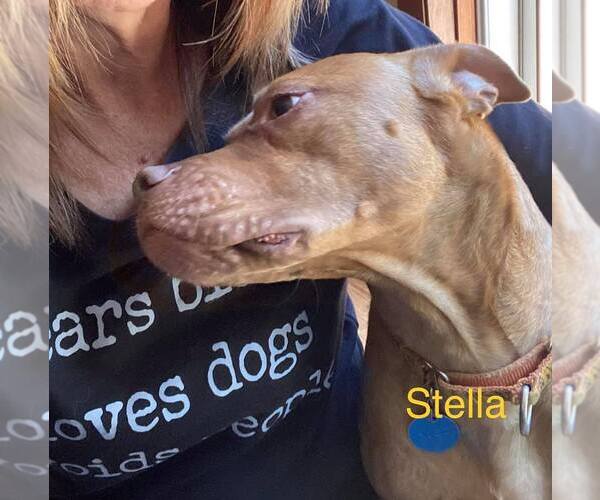 Medium Photo #6 American Pit Bull Terrier-Unknown Mix Puppy For Sale in Binghamton, NY, USA