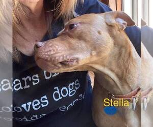 Stella - Female American Pit Bull Terrier-Unknown Mix Dog for Adoption - Photo #6