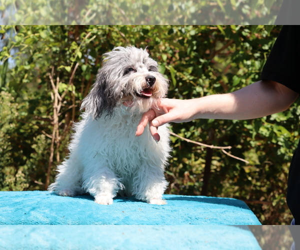 Medium Photo #2 Poodle (Toy) Puppy For Sale in DYERSBURG, TN, USA