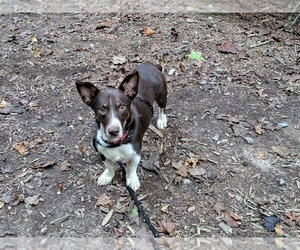 Paskal - Male Mutt Dog for Adoption - Photo #2