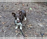 Small #1 Mutt
