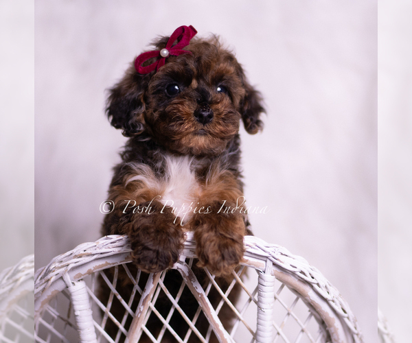 Medium Photo #5 Poodle (Toy) Puppy For Sale in WARSAW, IN, USA
