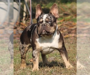 Father of the French Bulldog puppies born on 10/11/2022