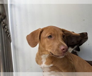 Catahoula Leopard Dog-Unknown Mix Dogs for adoption in Bakersfield, CA, USA