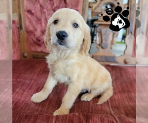 Golden Retriever Puppy for sale in LAKELAND, FL, USA
