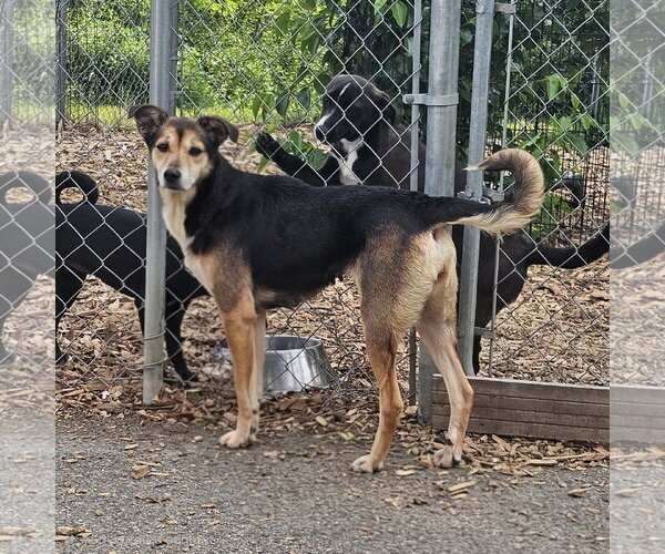 Medium Photo #2 Mutt Puppy For Sale in Bloomingdale, NJ, USA