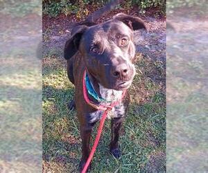 Labrador Retriever-Unknown Mix Dogs for adoption in Fort Lauderdale, FL, USA