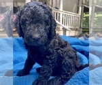 Small Photo #7 Labradoodle Puppy For Sale in MAGNOLIA, TX, USA