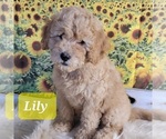 Small Photo #1 Miniature Labradoodle Puppy For Sale in DEEP RUN, NC, USA
