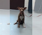 Small Mutt