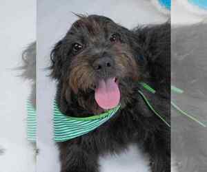 Shih-Poo Dogs for adoption in Oak Bluffs, MA, USA