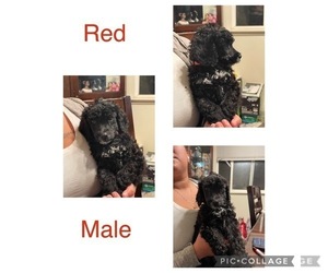 Poodle (Standard) Puppy for sale in WINTON, CA, USA