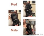 Small Photo #1 Poodle (Standard) Puppy For Sale in WINTON, CA, USA