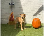 Small #2 Mutt