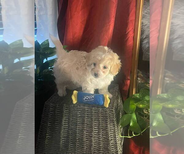 Medium Photo #9 Poovanese Puppy For Sale in LOUISVILLE, KY, USA