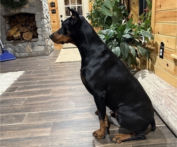 Medium Photo #1 Doberman Pinscher Puppy For Sale in PERU, KS, USA