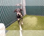 COSMOS - Female Labrador Retriever-Unknown Mix Dog for Adoption - Small photo