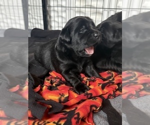 Labrador Retriever Litter for sale in MILFORD, IL, USA