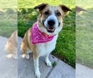 Mutt Dogs for adoption in Elk Grove, CA, USA