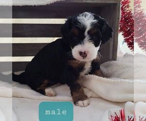 Bernedoodle-Poodle (Miniature) Mix Puppy for sale in FORT PLAIN, NY, USA